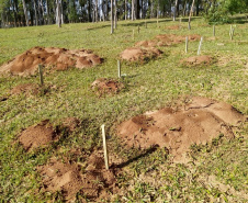 IDR-Paraná intensifica capacitação dos produtores para o enfrentamento da formiga cortadeira