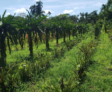 IDR PRODUÇÃO AGRÍCOLA