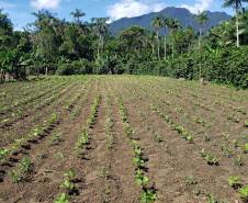IDR PRODUÇÃO AGRÍCOLA