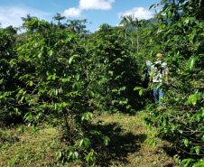 IDR PRODUÇÃO AGRÍCOLA
