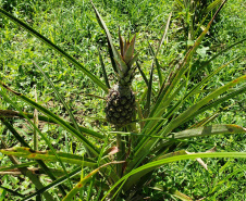 IDR PRODUÇÃO AGRÍCOLA