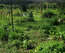 IDR PRODUÇÃO AGRÍCOLA