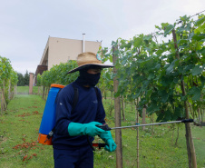 Outras bebidas paranaenses premiadas internacionalmente são os vinhos da Vinícola Franco Italiano, de Colombo. 
