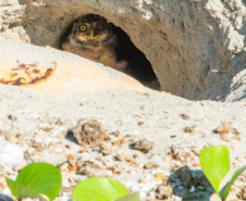Revitalização da orla permitiu o retorno da fauna a Matinhos, com destaque para a coruja-buraqueira e o caranguejo maria-farinha.