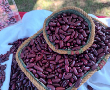 IDR-Paraná lança nesta terça-feira nova cultivar de feijão em Pato Branco