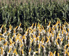 AGRO