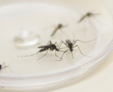 MOSQUITO DENGUE