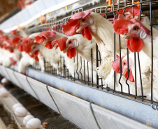Secretários da Agricultura pedem ao Ministério rigor nas regras contra influenza aviária