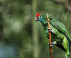 IAT promove observação de aves guiada na Ilha do Mel 