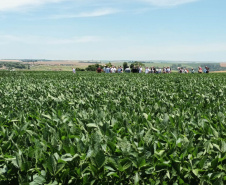Dias de Campo divulgam inovação e boas práticas agrícolas no Oeste do Paraná