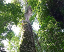  Árvores centenárias são o charme do Parque São Camilo.