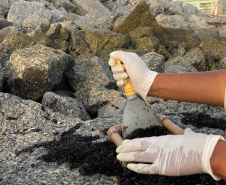 Estruturas marítimas construídas em Matinhos começam a ser colonizadas pela fauna incrustante