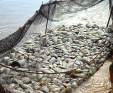 SEAB PEIXE