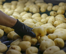 Batata-inglesa, contrafilé e óleo de soja registraram quedas de preços em março, aponta Ipardes