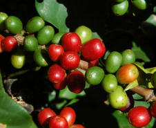 CAFÉ EXPOLONDRINA
