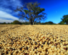 BOLETIM AGRO