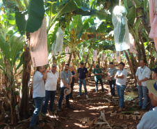 IDR PRODUÇÃO DE BANANA