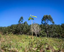 Prefeituras de 50 municípios já plantaram 86.930 mudas no programa Asfalto Novo, Vida Nova