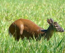 IAT FAUNA