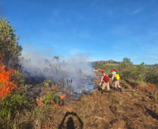 Ação de controle do pinus limpou em junho 11,2 hectares do Parque Estadual de Vila Velha