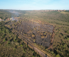 Ação de controle do pinus limpou em junho 11,2 hectares do Parque Estadual de Vila Velha