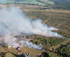 Ação de controle do pinus limpou em junho 11,2 hectares do Parque Estadual de Vila Velha