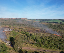 Ação de controle do pinus limpou em junho 11,2 hectares do Parque Estadual de Vila Velha