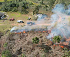 Ação de controle do pinus limpou em junho 11,2 hectares do Parque Estadual de Vila Velha