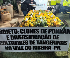 Cerro Azul promove Festa da Ponkan com apoio do Governo do Estado
