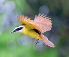 FAUNA
