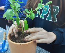 Sanepar apresenta à comunidade técnicas de cultivo de Plantas Alimentícias Não Convencionais (Pancs) e Plantas Medicinais