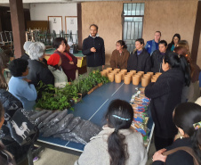 Sanepar apresenta à comunidade técnicas de cultivo de Plantas Alimentícias Não Convencionais (Pancs) e Plantas Medicinais