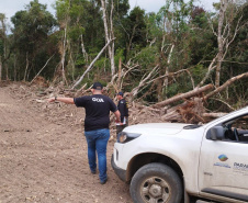 Avanço na fiscalização por parte do IAT fez com que diminuísse a execução de crimes ambientais como desmatamento na região de Maringá.