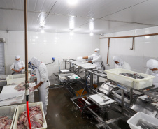 O governador em exercício Darci Piana recebeu o ministro da Pesca e Aquicultura, André de Paula, em uma visita a produtores de tilápia em Alvorada do Sul e Bela Vista do Paraíso, na região Norte do Paraná, nesta segunda-feira (15). 