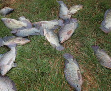 VICE PESCA DE TILÁPIA