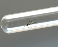 DENGUE