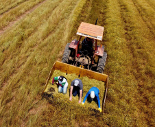 Capital da camomila, Mandirituba é o maior produtor paranaense da planta tanto em área como em produtividade.