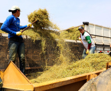 Capital da camomila, Mandirituba é o maior produtor paranaense da planta tanto em área como em produtividade.