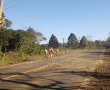 DER PR-170 Pinhão conservação de faixa de domínio