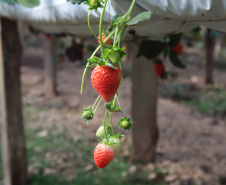 MORANGO