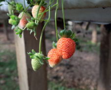 MORANGO