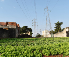  Programa Cultivar Energia ganha segunda horta em Londrina