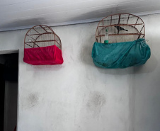  IAT APREENDE SETE AVES MANTIDAS EM CATIVEIRO IRREGULAR EM CURITIBA NESTA QUINTA-FEIRA (29)