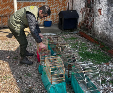  IAT APREENDE SETE AVES MANTIDAS EM CATIVEIRO IRREGULAR EM CURITIBA NESTA QUINTA-FEIRA (29)