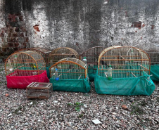  IAT APREENDE SETE AVES MANTIDAS EM CATIVEIRO IRREGULAR EM CURITIBA NESTA QUINTA-FEIRA (29)