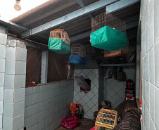  IAT APREENDE SETE AVES MANTIDAS EM CATIVEIRO IRREGULAR EM CURITIBA NESTA QUINTA-FEIRA (29)