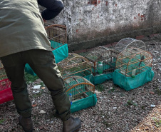  IAT APREENDE SETE AVES MANTIDAS EM CATIVEIRO IRREGULAR EM CURITIBA NESTA QUINTA-FEIRA (29)