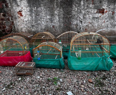  IAT APREENDE SETE AVES MANTIDAS EM CATIVEIRO IRREGULAR EM CURITIBA NESTA QUINTA-FEIRA (29)