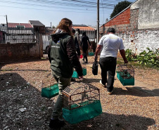  IAT APREENDE SETE AVES MANTIDAS EM CATIVEIRO IRREGULAR EM CURITIBA NESTA QUINTA-FEIRA (29)