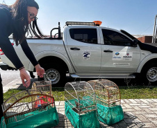  IAT APREENDE SETE AVES MANTIDAS EM CATIVEIRO IRREGULAR EM CURITIBA NESTA QUINTA-FEIRA (29)